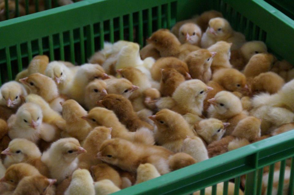 Prislister daggamle kyllinger | DanHatch